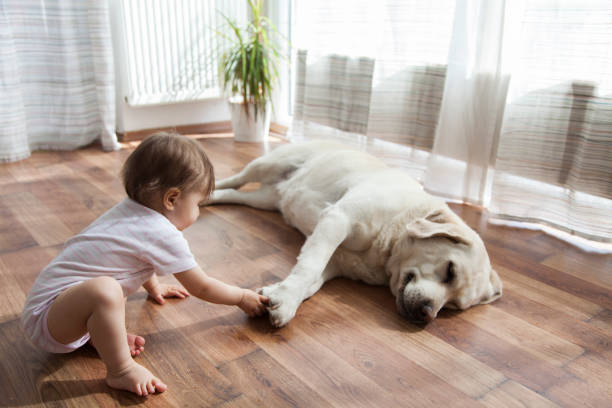 Kid playing with dog | Bow Family Furniture & Flooring