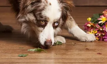 Hardwood flooring | Bow Family Furniture & Flooring